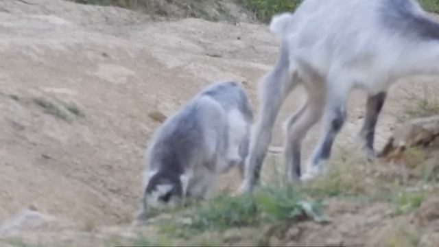Козлята Ламанча. Продаются. смотреть онлайн