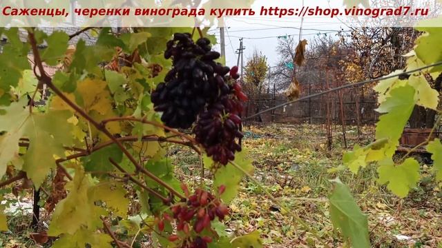 Академик Авидзба- пасынковые грозди на ноябрь. Уже сладкая ягода, хороший сорт винограда. смотреть онлайн