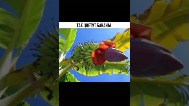 Красивые фигуры животных из кустарников смотреть онлайн