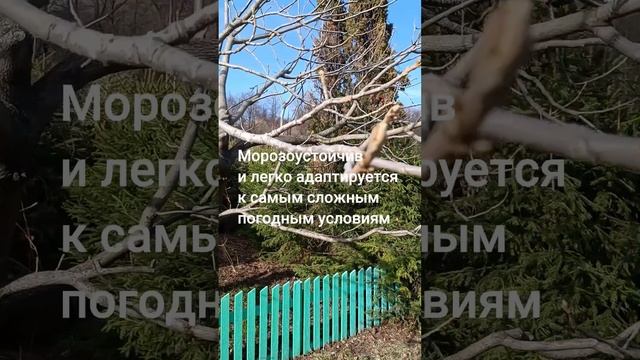Маньчжурский орех смотреть онлайн