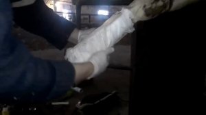 Наложение гипсовой повязки корове.gypsum bandage cow.