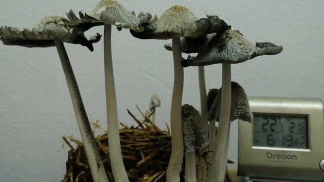 Timelapse Fungi Coprinus смотреть онлайн