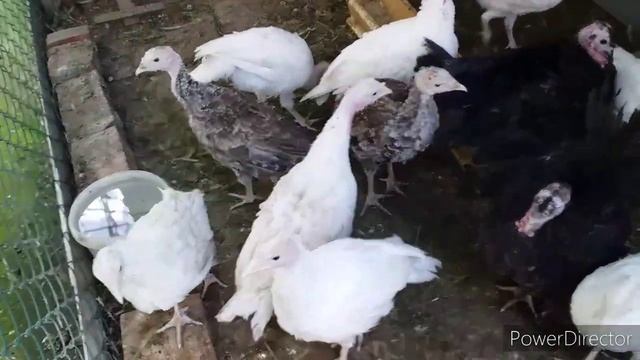 Заболела Птица!Лечим Правильно!//Заболел Индюшонок//Чем Лечить Индюшонка?//Индюки в Хозяйстве смотреть онлайн