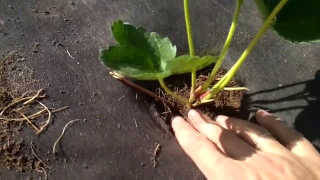 СУПЕР СПОСОБ ПОСАДКИ КЛУБНИКИ на агроволокно смотреть онлайн