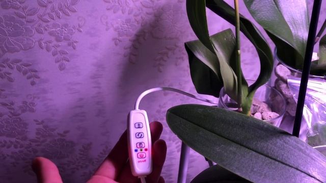 Лампа для цветов Uniel.Обзор и отзыв смотреть онлайн