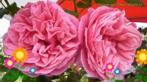 Роза чайно-гибридная Антон Чехов. Краткий обзор, описание характеристик Anton Tchekhov