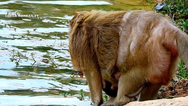 Very sadness baby Bobby walk with deep sad mom leave him alone, Bobby need mom come back to help hi смотреть онлайн