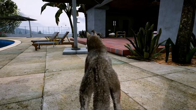 BEYAZ PİTBULL JACK AİLESİNİ VAHŞİ KURT SÜRÜSÜNDEN KURTARIYOR! - GTA 5 смотреть онлайн