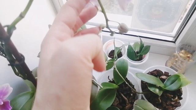 КОМНАТНЫЕ ЦВЕТЫ. ? ОБЗОР ЗАПАДНЫХ ПОДОКОННИКОВ С ЦВЕТАМИ В ДЕКАБРЕ ☘️☘️. СКВОЗНЯК И ВРЕДНАЯ КОШКА. смотреть онлайн