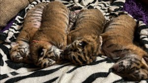 ШОК КОНТЕНТ! Родились Тигрята !!!!BABY TIGERS ARE BORN!! 4 TIger Cubs