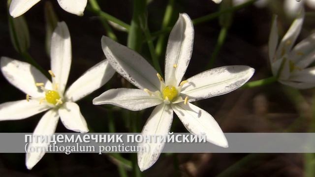 птицемлечник понтийский смотреть онлайн