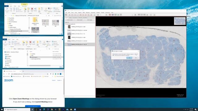 Exporting VSI files into TIFF using QuPath смотреть онлайн