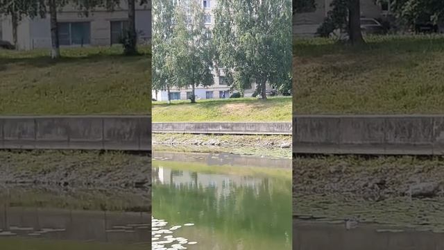 Чайка ловит рыбу, камнем бросаясь вниз смотреть онлайн