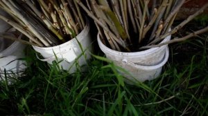 Пирамидальный Тополь Укоренение в Стаканчиках Нюансы Приём Заказов на Укоренённые Саженцы в Стакана