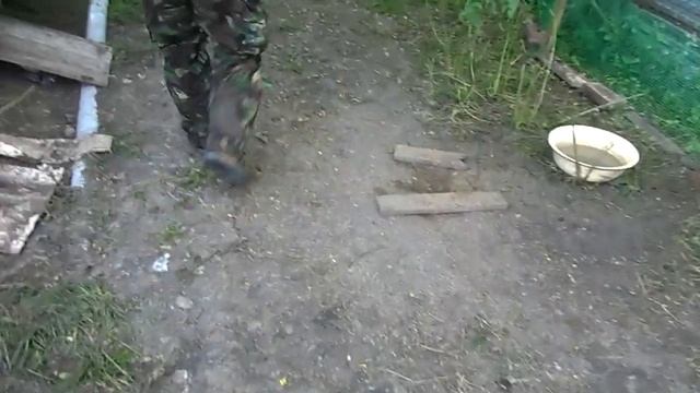 Утки СТАР 53. Взвешивание в 30 дней. Состав зерносмеси. смотреть онлайн