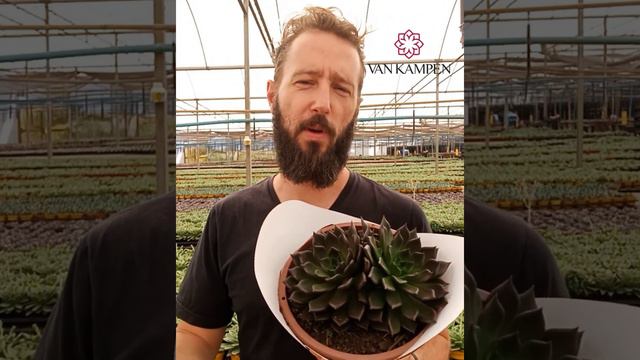 Precisa trocar o substrato das echeverias? смотреть онлайн