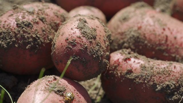 Итоги уходящего огородно-строительного 2023 года . смотреть онлайн