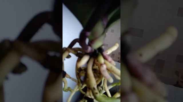 Чернота у основания.Чем обработать? Прошу подскажите кто знает. смотреть онлайн