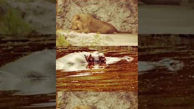 Bengal Tiger With Other Animals