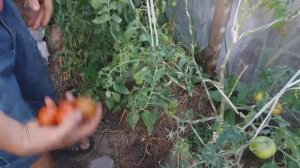 Томат ВЕРОЧКА сбор и итоги за сезон .