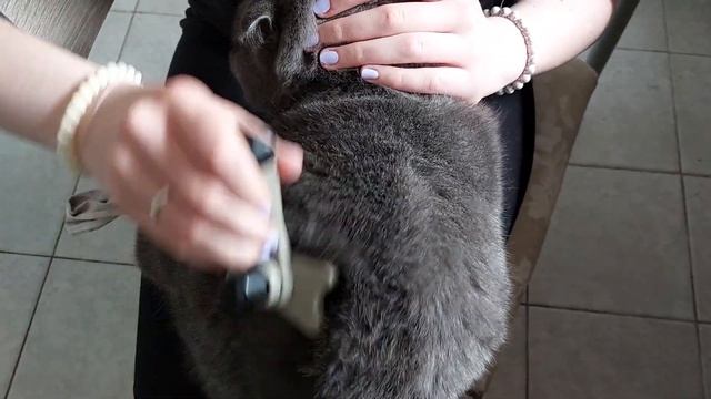 Купили новую щетку / уход за котом / злой британец смотреть онлайн