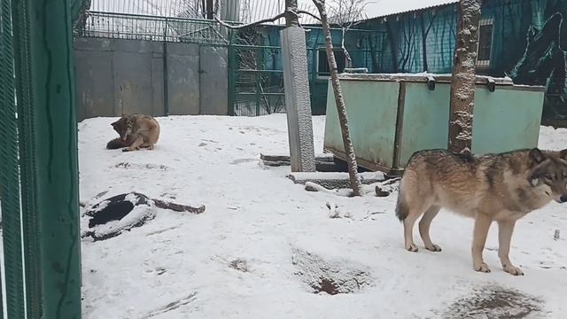 ВОЛЧИЙ ГОН или ВОЛЧЬЯ Санта-Барбара? Отношения волков также сложны, как и человеческие? смотреть онлайн