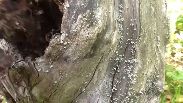 Сажаем опята на дачном участке смотреть онлайн