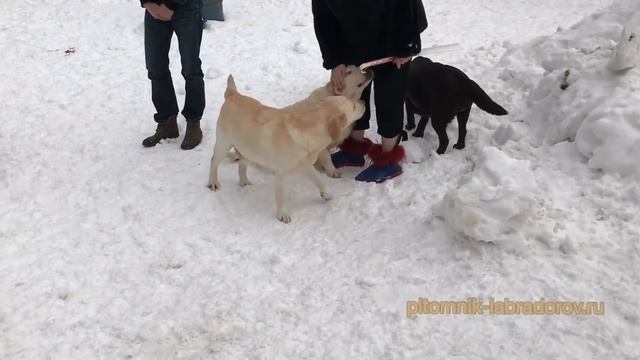 Лабрадоры на прогулке смотреть онлайн