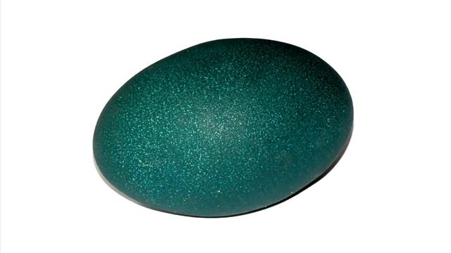 Яйца домашних птиц смотреть онлайн