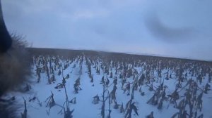 охота на ВОЛКОВ! трудовой ВОЛК!