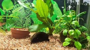 Эхинодорус "Большой медведь"