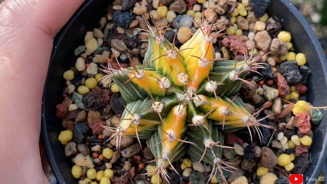 Gymnocalycium Mihanovichii Variegata & Grafted Gymno Variegata | apr21 смотреть онлайн