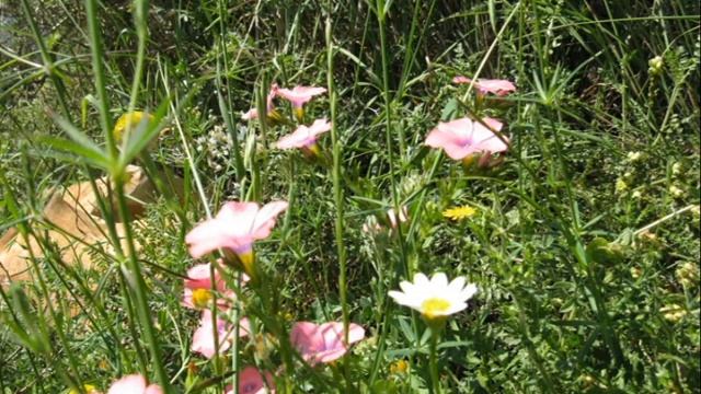 Игорь Северянин "Весенний день", муз. и исп. Сорокин Григорий смотреть онлайн