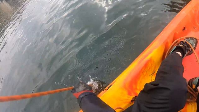 Pêche à l'aimant en Kayak : Que cachent ces endroits Inaccessibles ? смотреть онлайн