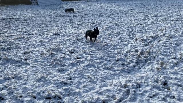 Снег ❄️ и французские бульдожки. Переезд из Англии на хутор в лесу в Литве. смотреть онлайн