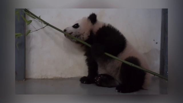 Панде Катюше — 134 дня! #панда #москва #зоопарк #пандакатюша смотреть онлайн