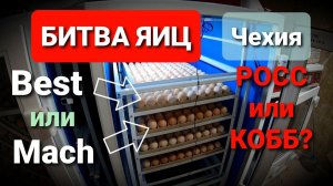 Какое инкубационное яйцо бройлера купить? / РОСС или КОББ? / BEST или MACH?