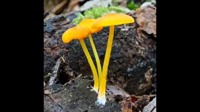 Pluteus chrysophlebius смотреть онлайн