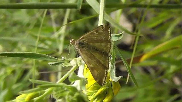 БИОСФЕРА: 209. Луговой Мотылёк (Loxostege sticticalis) смотреть онлайн