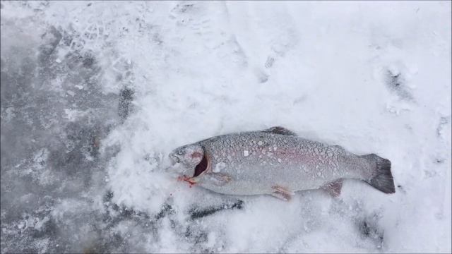 Активный клёв форели на запуске! Клевое место, д. Савельево смотреть онлайн