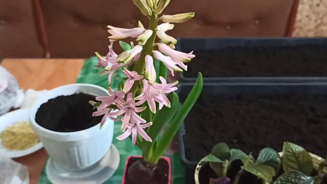 Сеем перец и пересаживаем цветы смотреть онлайн
