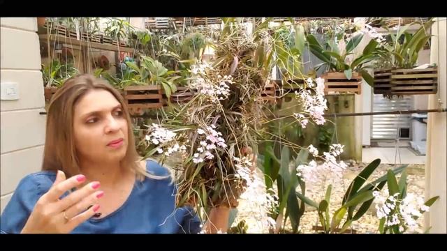 Ionopsis, Ionocidium e Orleanesia - Floração e Cultivo смотреть онлайн