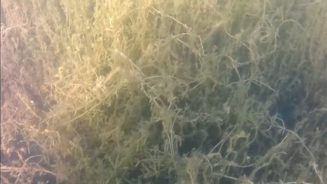 гостилицкое озеро смотреть онлайн