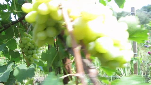 Лора (Флора) - сорт винограда, проверенный временем смотреть онлайн