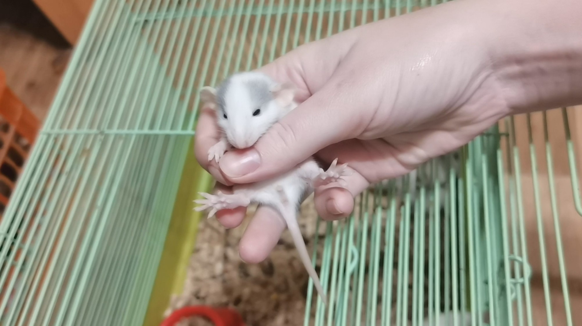 КРЫСА РОДИЛА ОЧЕНЬ МНОГО КРЫСЯТ. КРЫСЯТА ВПЕРВЫЕ САМОСТОЯТЕЛЬНО КУШАЮТ :) смотреть онлайн