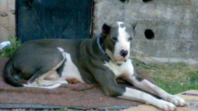 UNIQUE N BEAUTIFUL BULLY KUTTA смотреть онлайн