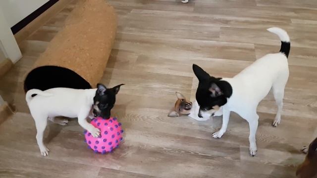 К и Л пометы той-фокстерьеров в нашем питомнике смотреть онлайн