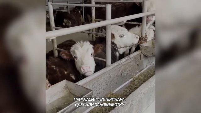 Как бухгалтер из п.Алтуд Кабардино Балкарии стала фермером смотреть онлайн