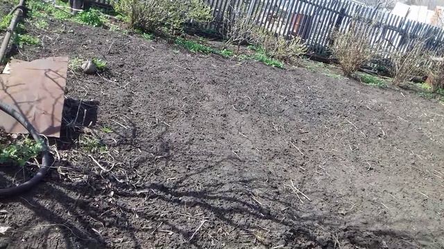 Вторая обработка рассады клубники.