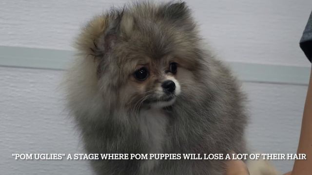This dog is a toe bean model | Pomeranian Puppy смотреть онлайн